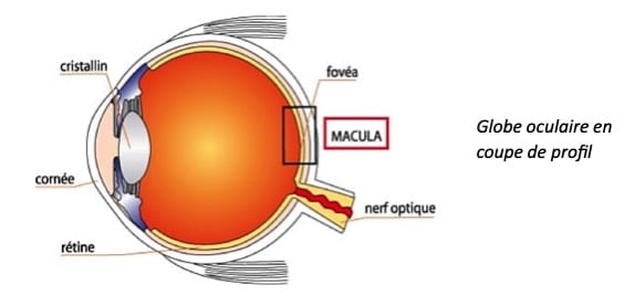 Maladie de la rétine DMLA - Centre Ophtalmologique Montesquieu